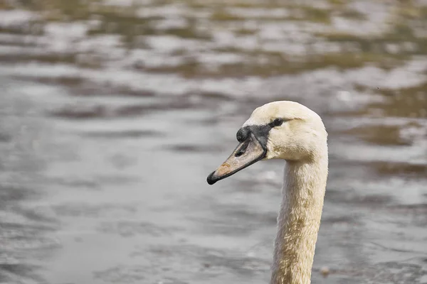 Colpo Fuoco Selettivo Collo Cigno Contro Acqua — Foto Stock