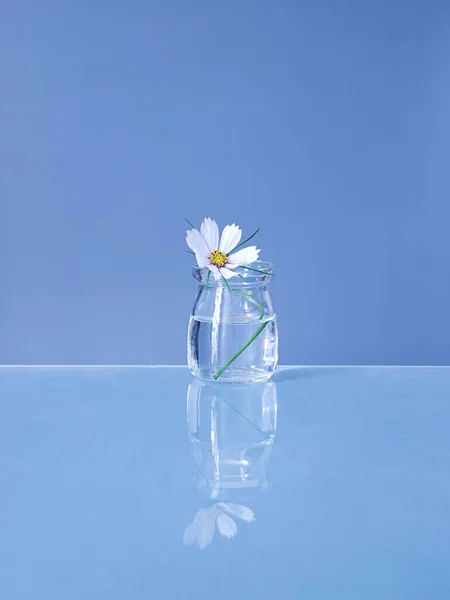 Прекрасний Знімок Квітки Космосу Скляній Вазі — стокове фото
