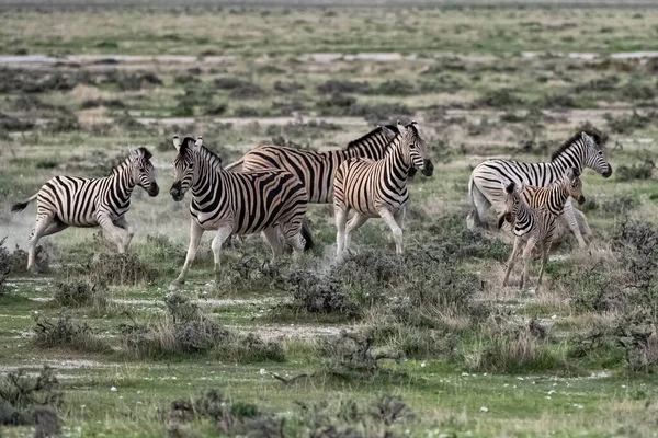 Flock Zebror Springer Busken Namibia — Stockfoto