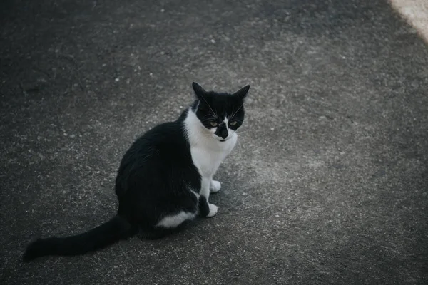 Primer Plano Del Gato Bicolor Sentado Calle — Foto de Stock