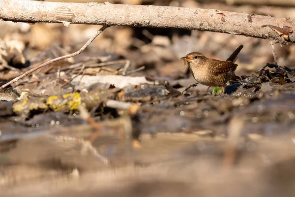 Primer Plano Wren Eurasiático Caminando Por Suelo —  Fotos de Stock