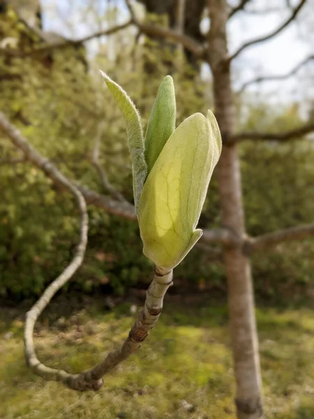 Magnolia Macrophylla Magnolia Grandes Feuilles Grande Feuille Simple Fleur Simple — Photo