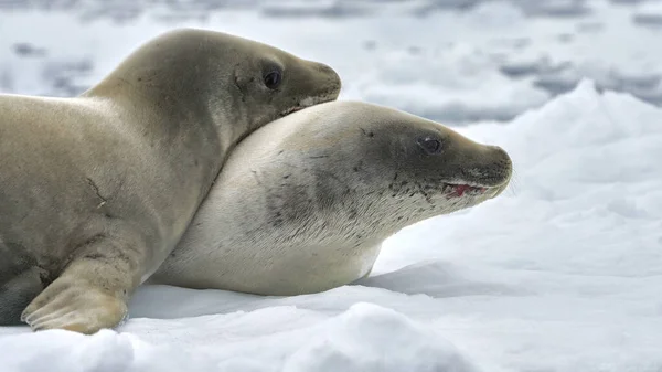 Nahaufnahme Von Zwei Robben Die Auf Einem Eisberg Paradise Harbor — Stockfoto