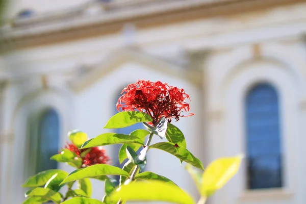 Ένα Κοντινό Πλάνο Ενός Όμορφου Κόκκινου Λουλουδιού Ένα Θολό Φόντο — Φωτογραφία Αρχείου