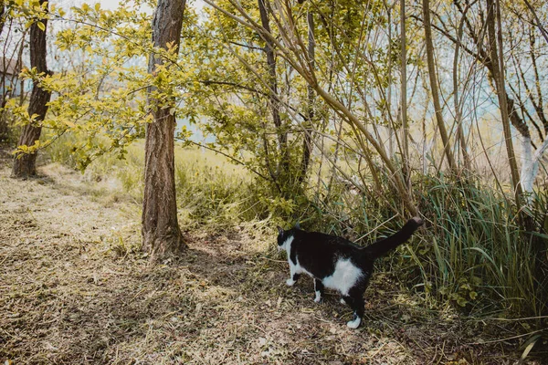 Tweekleurige Kat Passeert Struiken Het Park — Stockfoto
