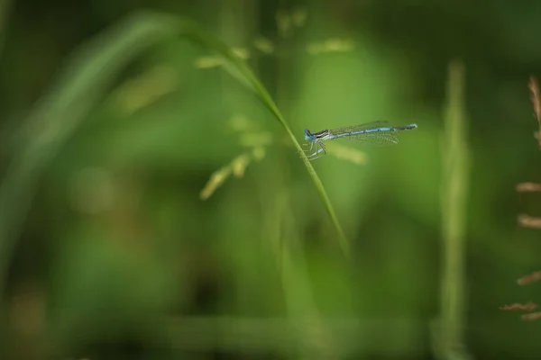 Een Macro Shot Van Een Libelle Een Groen Blad Tegen — Stockfoto