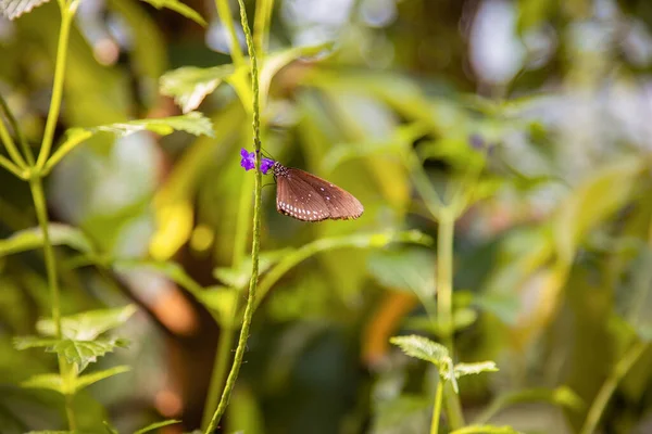 Μια Όμορφη Θέα Μιας Πεταλούδας Ένα Κλαδί Φυτού Έναν Κήπο — Φωτογραφία Αρχείου