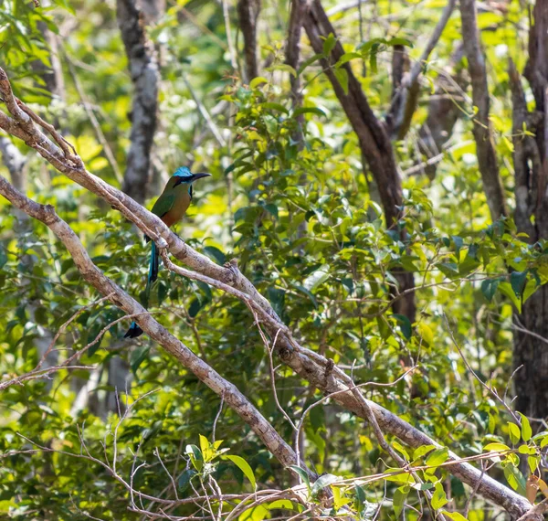 Прекрасный Вид Синешапочный Мотмот Сидящий Дереве Лесу — стоковое фото