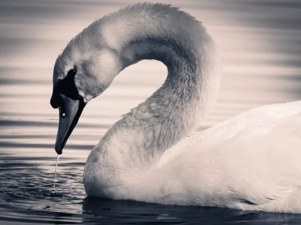 湖中飘浮着一只优雅的天鹅的灰白色照片 — 图库照片