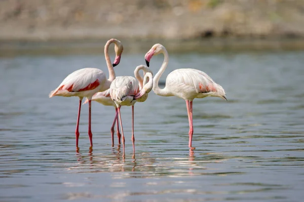 Ein Schwarm Flamingos Auf Einem Seichten Fluss — Stockfoto