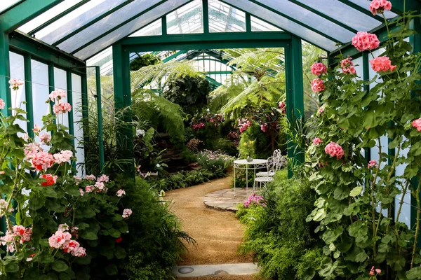 Krásná Exotická Zahrada Skleníku — Stock fotografie