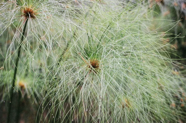 A closeup of Cyperus papyrus, better known by the common name papyrus sedge, covered with dew.