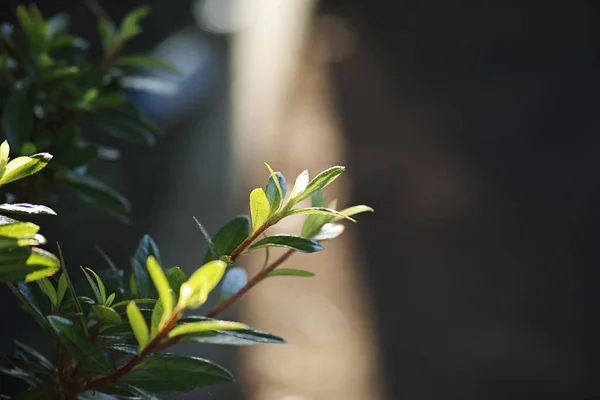 Beautiful Shot Tree Leaves Sunlight — Stock Photo, Image