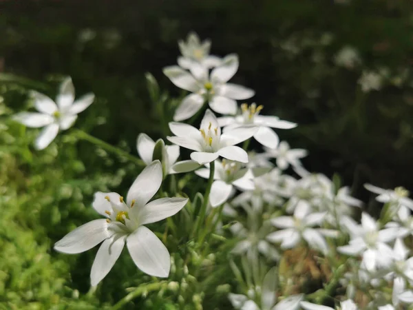 庭で成長しているベツレヘムの星 Ornithogalum Umbellatum の花の閉鎖 — ストック写真