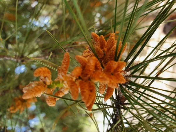 Vertical Macro Shot Orange Cones Pine Tree — Stock Photo, Image