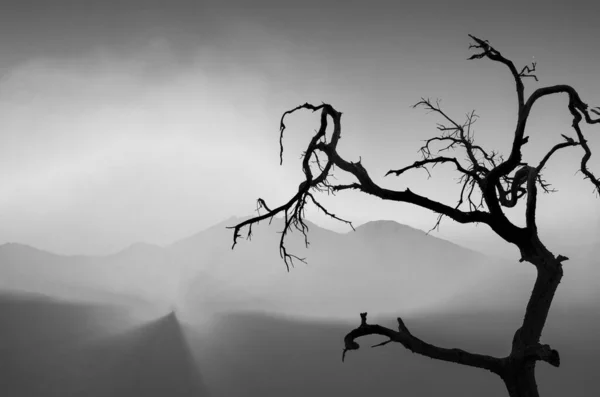 Graustufenaufnahme Eines Gespenstischen Baumes — Stockfoto