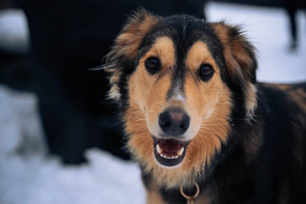 Closeup Gylden Sheperd Mix Hund Ser Sød Sløret Baggrund - Stock-foto