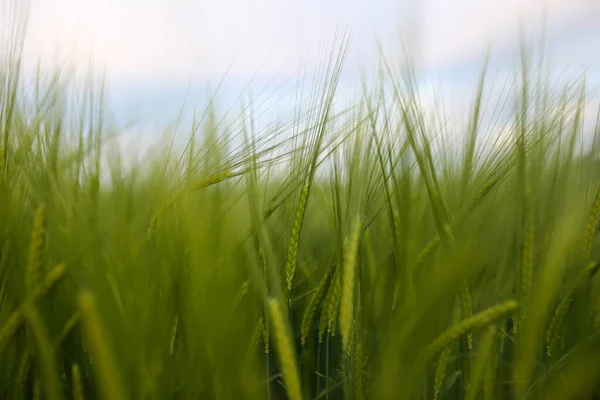 Een Close Shot Van Gras Een Wazige Achtergrond — Stockfoto