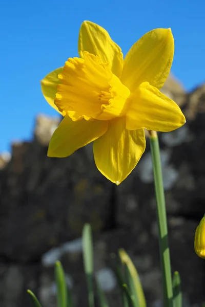 Heldere Gele Trompet Narcis Met Blauwe Lucht Achtergrond — Stockfoto