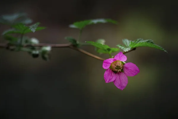 Чудова Квітка Хмарний Вечір Центральному Парку Бернабі Канада — стокове фото