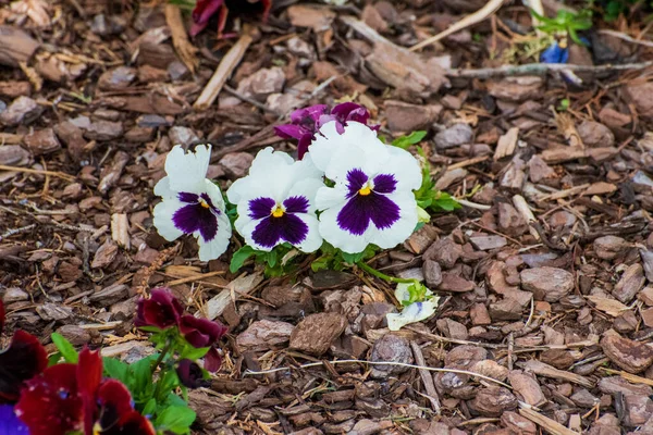 Closeup Shot Viola Flowers Rogers Botanical Gardens Oklahoma City — Stock Photo, Image