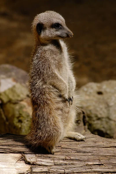 Egy Félelmet Keltő Őrszem Meerkat Suricata Suricatta Aki Veszélyt Keresi — Stock Fotó