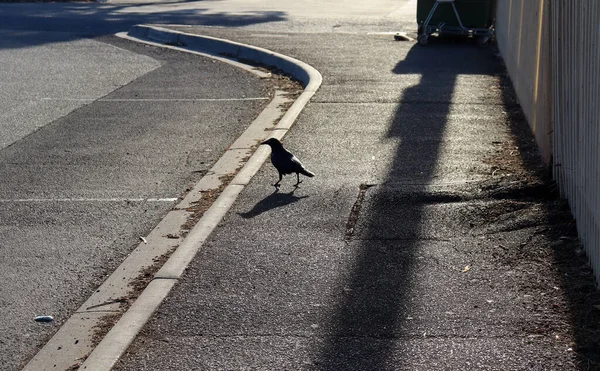 Eine Einzige Krähe Steht Einem Sonnigen Tag Auf Asphalt Mit — Stockfoto