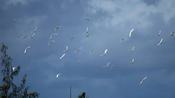 Alacsony Látószögű Felvétel Egy Csapat Madárról Akik Komor Időben Repülnek — Stock Fotó