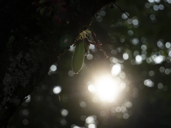 Starfruit Wuluh Siluett Ett Träd Starfruit Wuluh — Stockfoto