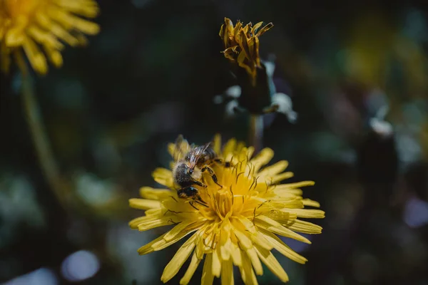 东方蜜蜂在普通蒲公英上的特写 Apis Cerana — 图库照片