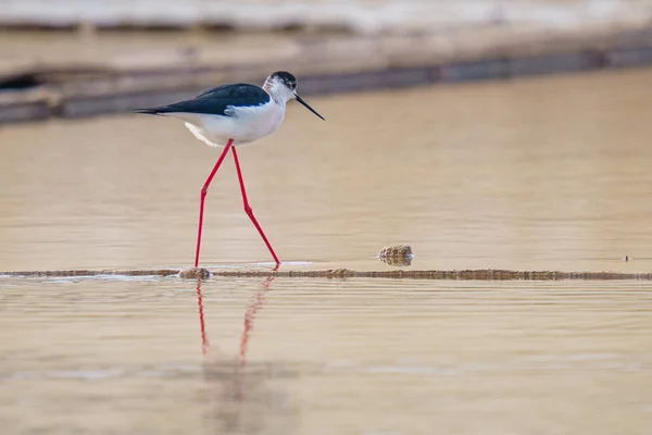 Beau Cliché Échasses Ailes Noires Près Lac Pendant Journée — Photo