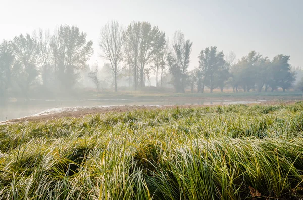 Panoramic View Swampy Shore Covered Tall Green Grass Morning Mist — ストック写真