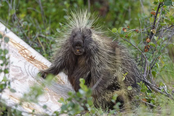 Porcupine Looking Photographer — Stock Photo, Image