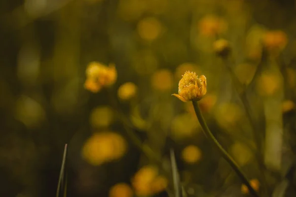 Крупный План Желтых Цветочных Бутонов Зеленом Лугу Шаллоу Фокус — стоковое фото