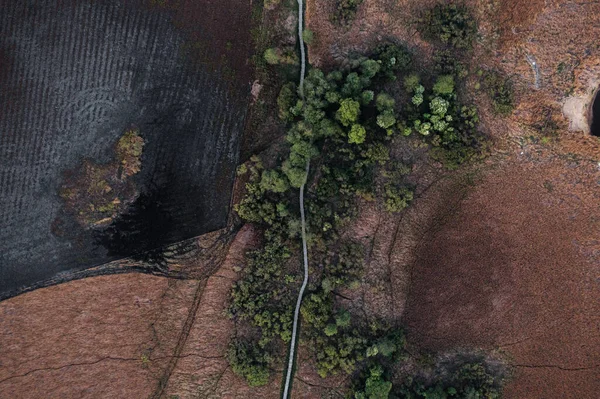 Weg Durch Das Sumpfgebiet — Stockfoto