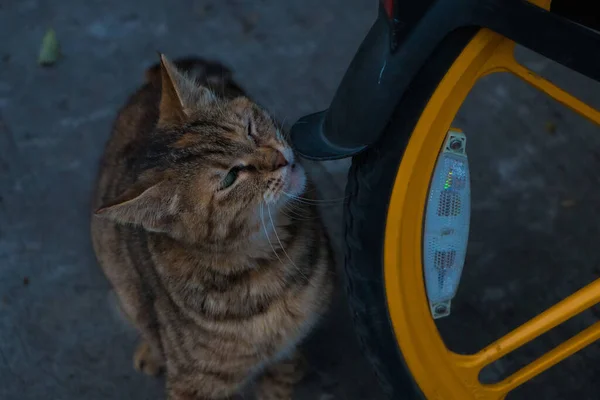 Closeup Gray Striped Cat Sniffing Bicycle Wheel — Stock Photo, Image