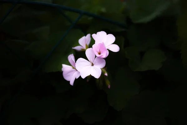 葉の暗い背景にピンクのジャスミンのマクロショット — ストック写真