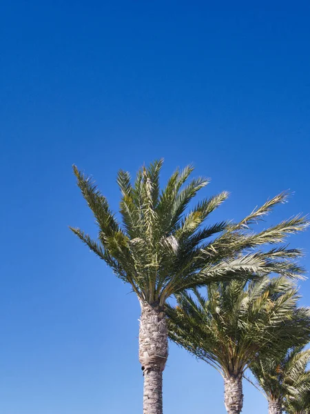 Pionowe Ujęcie Wysokich Palm Przeciw Jasnemu Błękitnemu Niebu — Zdjęcie stockowe