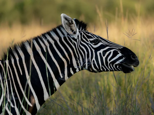 Lovitură Closeup Unei Zebre Împotriva Câmpului Iarbă Neclară — Fotografie, imagine de stoc