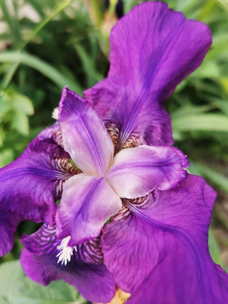 Vertikal Bild Vacker Iris Germanica Blomma Parque Del Retiro Madrid — Stockfoto