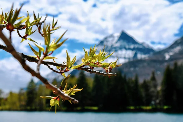 Gros Plan Branches Arbres Fleurs Arrière Plan Montagnes Enneigées — Photo