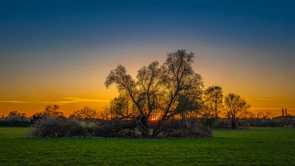 Gün Batımında Tarladaki Ağaç Manzarası — Stok fotoğraf
