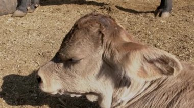 Elle okşanan buzağı mutlu ve mutlu görünüyor.