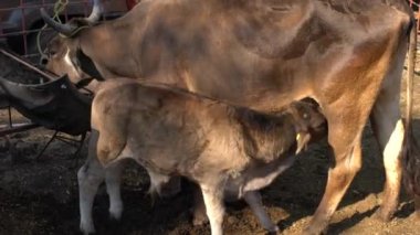 Annesinin kırsal kesimdeki memelerinden beslenen buzağı.