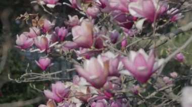 Baharda bahçede yetişen Çin Magnolia çiçeklerinin yakın çekimi.