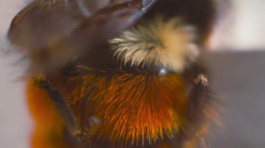 Mason Arısı-Osmia bicornis 'in yakın plan fotoğrafı.