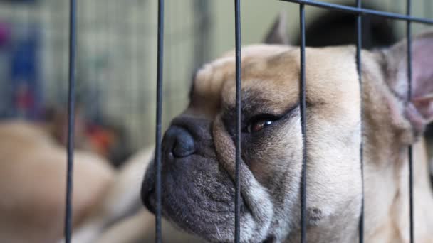 Egy Közeli Felvétel Egy Szomorú Mopszli Kutyáról Amint Lazít Miközben — Stock videók