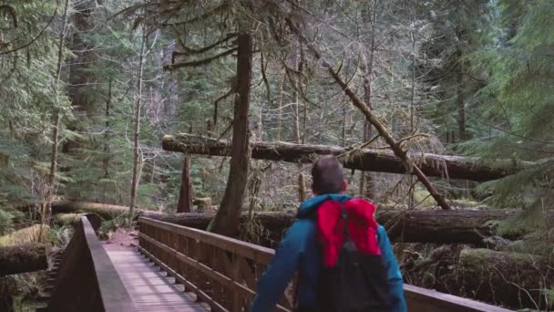 Excursionista Caminando Por Sendero Cathedral Grove Forest Isla Vancouver Columbia — Vídeos de Stock