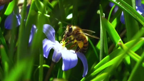 Макрос Бджоли Збирає Пилок Фіолетової Квітки — стокове відео