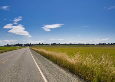 Skagit County, Washington, ABD 'de açık bir gökyüzünün altında giden bir yol.